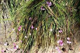 Image of Dierama pauciflorum N. E. Br.