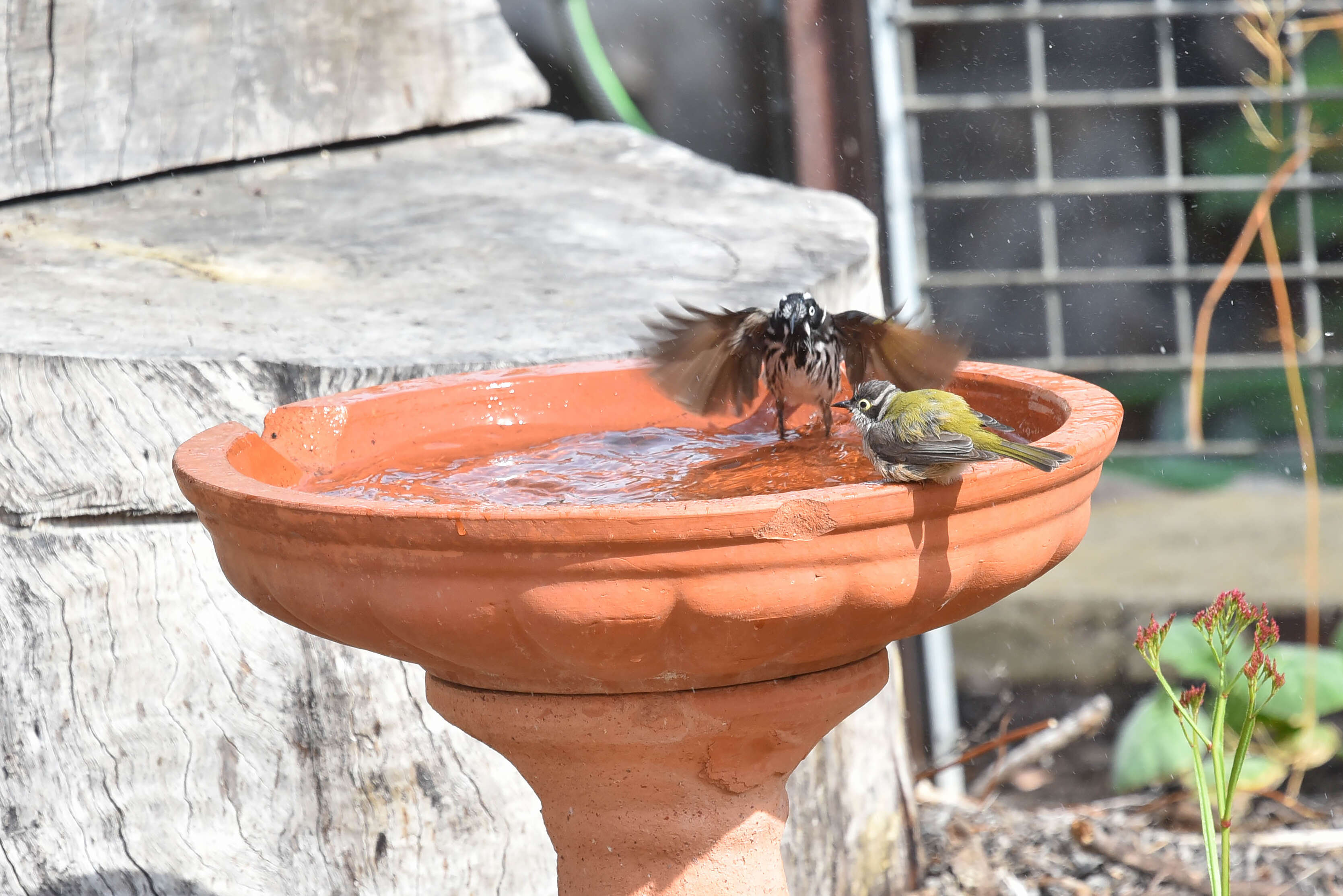 Image of Brown-headed Honeyeater