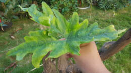 Image of Alocasia nycteris Medecilo, G. C. Yao & Madulid