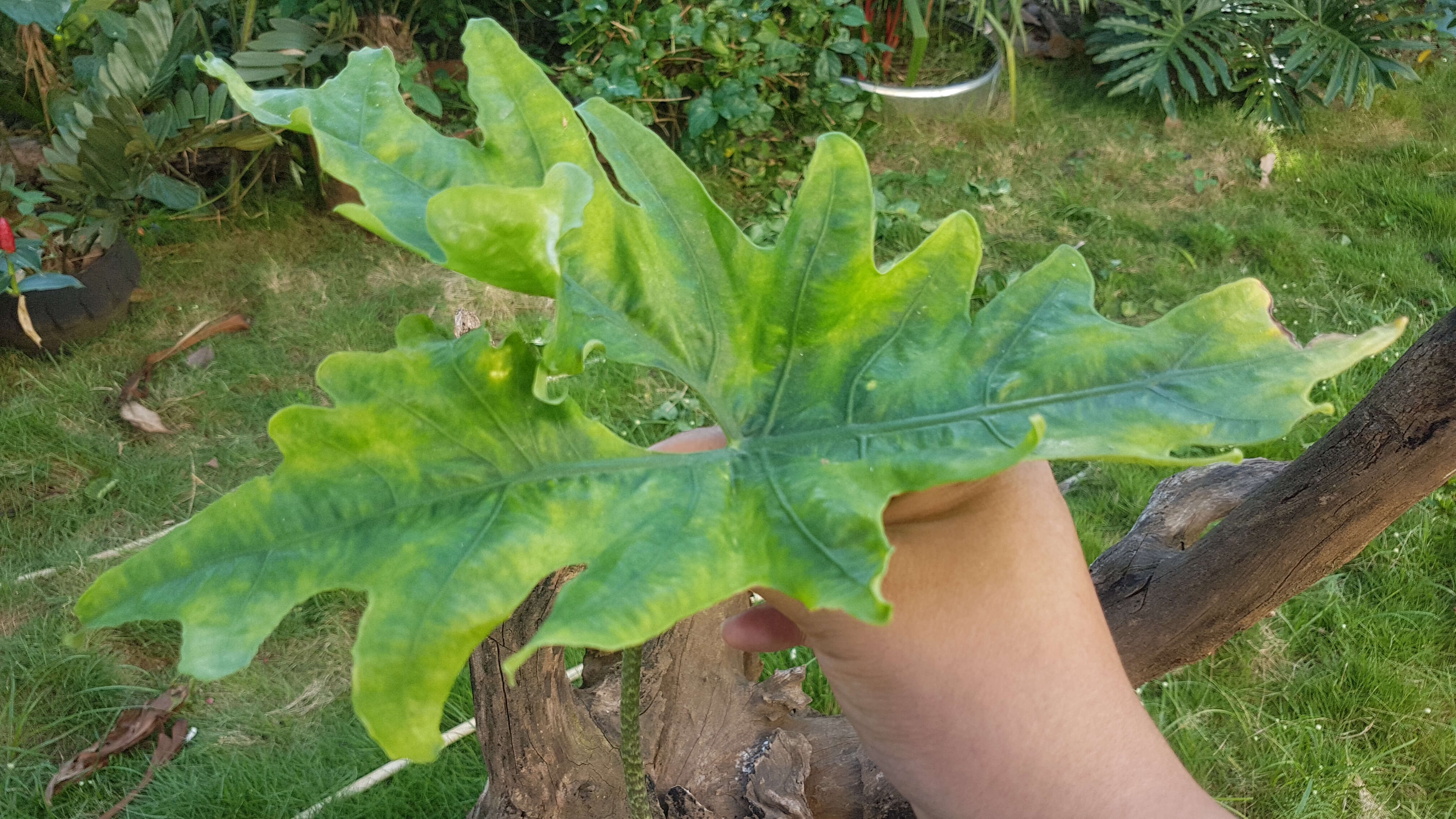 Sivun Alocasia nycteris Medecilo, G. C. Yao & Madulid kuva