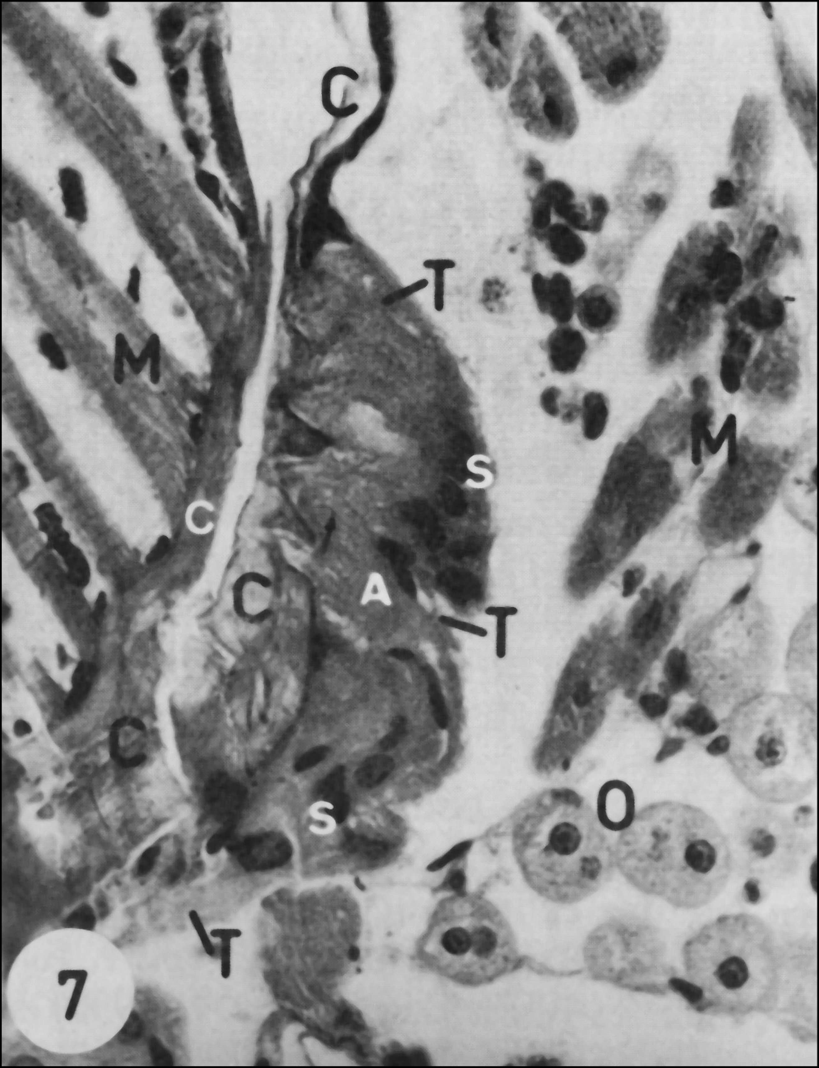 Image of Uroctea durandi (Latreille 1809)