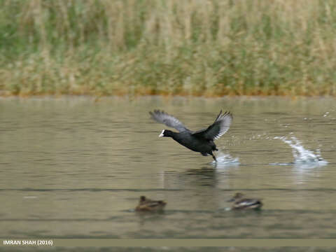 Image of Common Coot