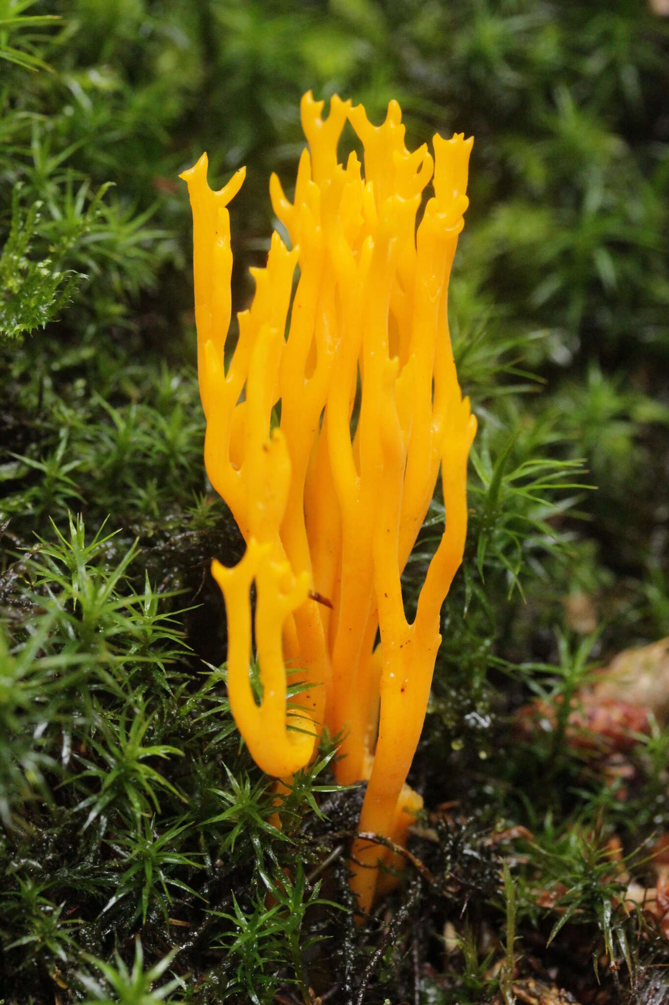 Imagem de Calocera viscosa (Pers.) Fr. 1821