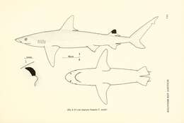 Image of Blackspot Shark