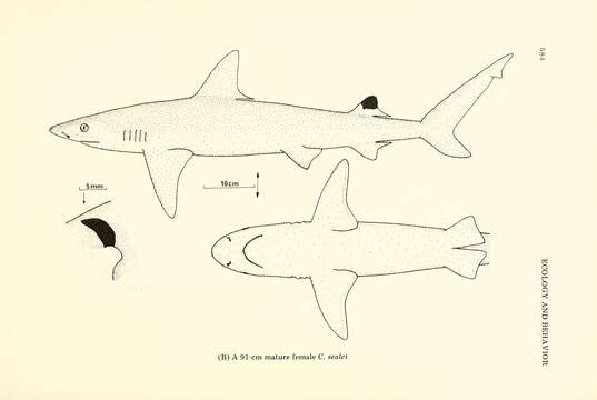 Carcharhinus sealei (Pietschmann 1913)的圖片