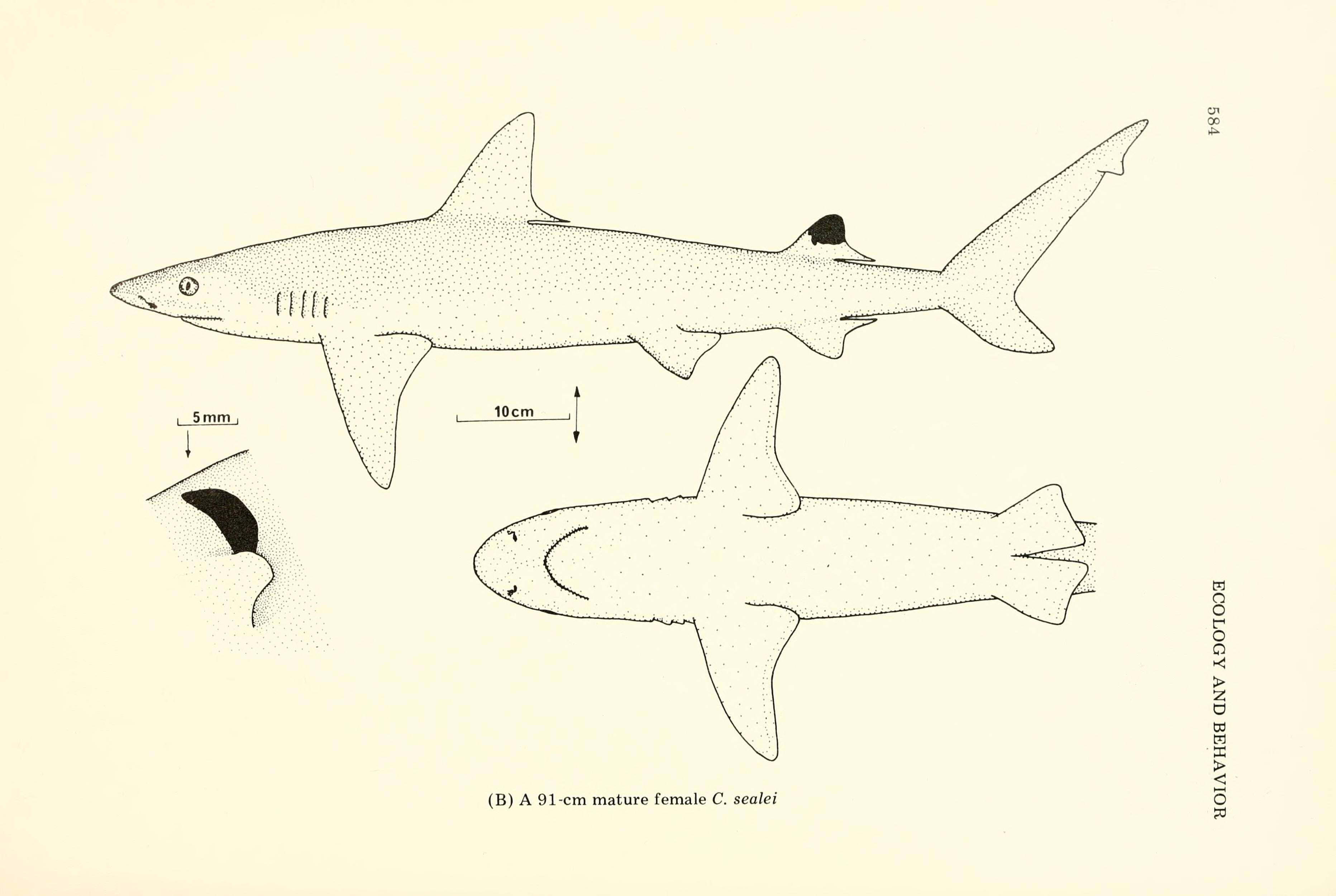 Image of Blackspot Shark