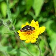 Imagem de Acmaeodera flavomarginata (Gray 1832)