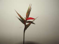 Image of Heliconia indica Lam.