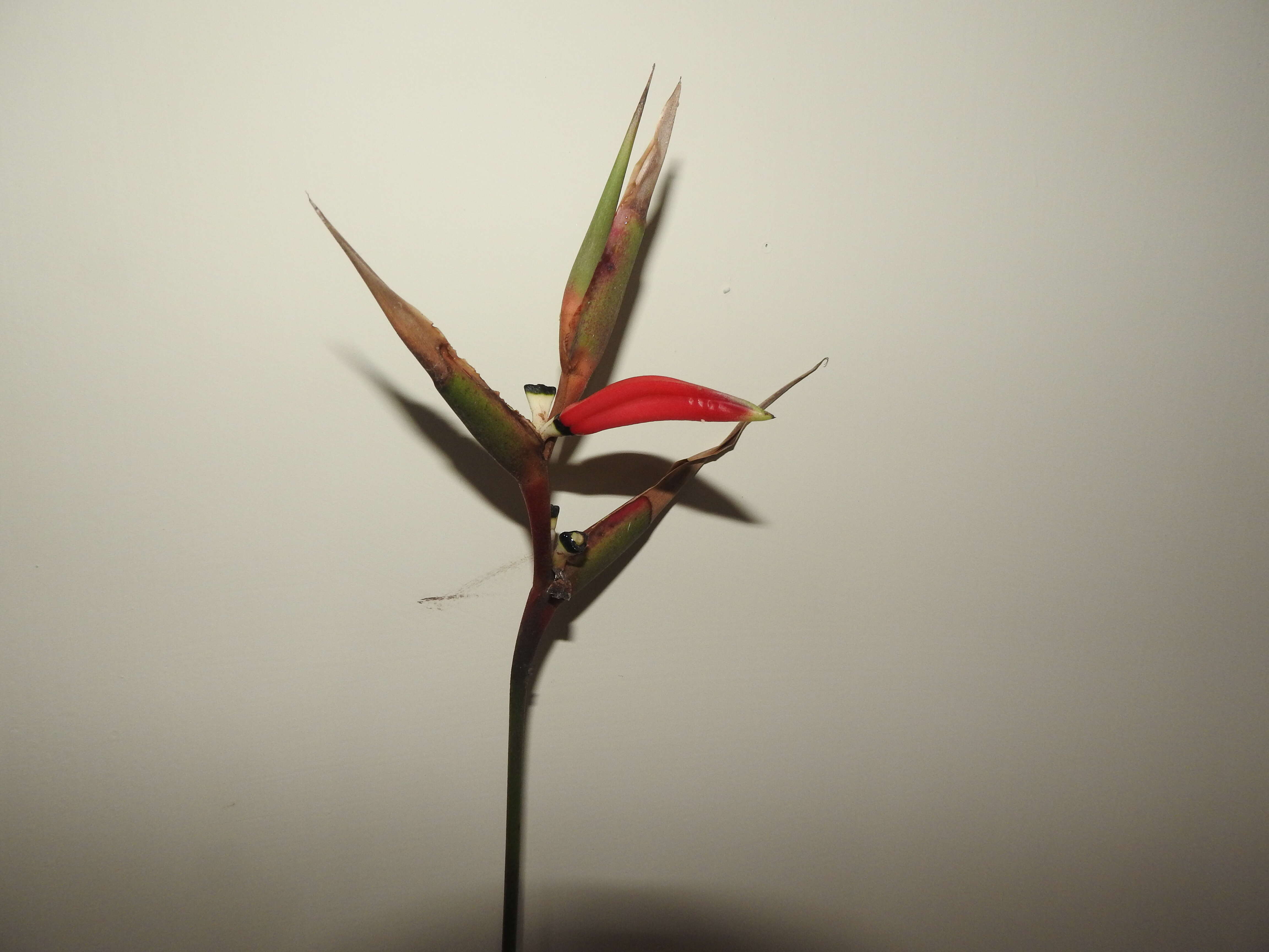 Image de Heliconia indica Lam.