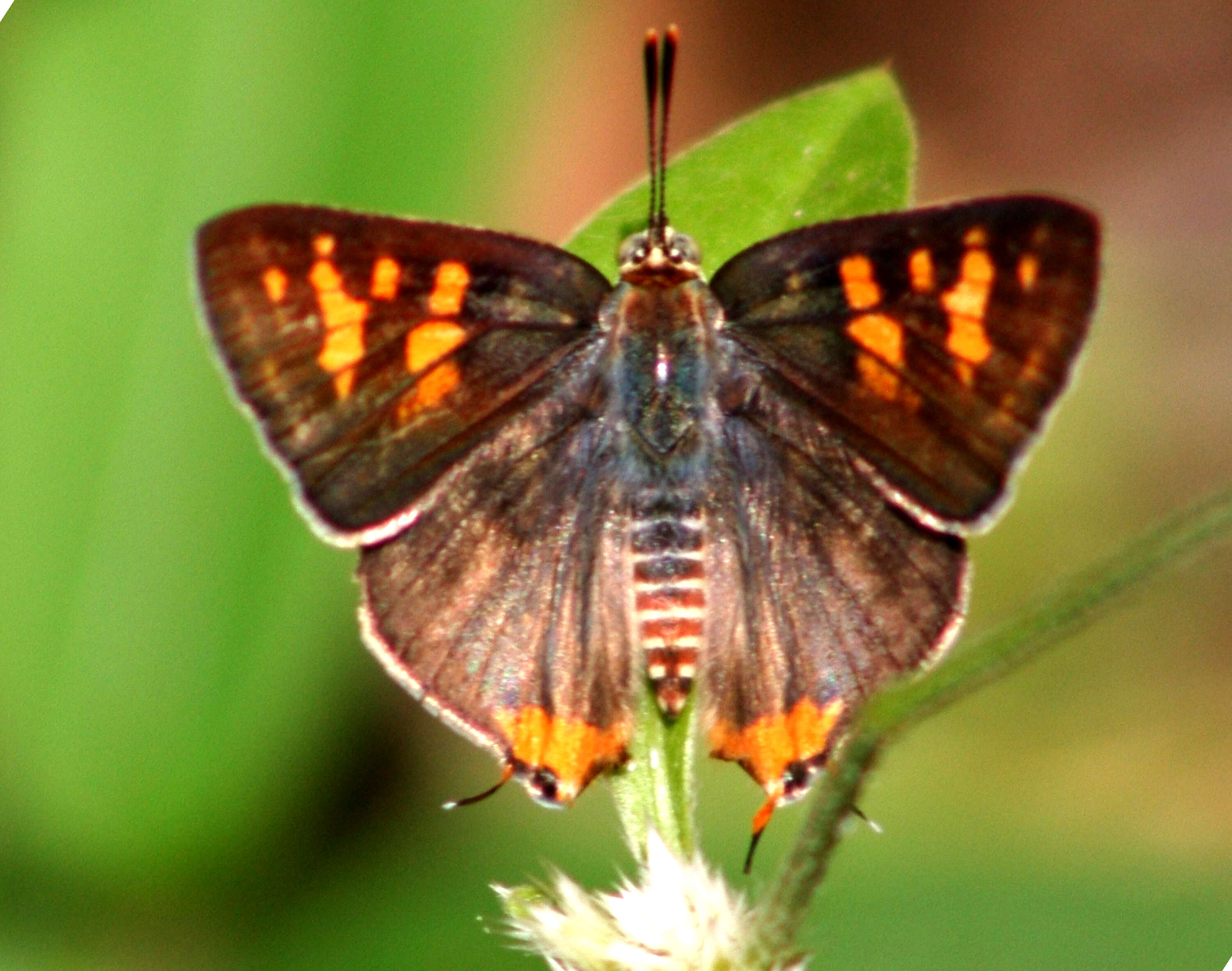 Слика од Cigaritis schistacea