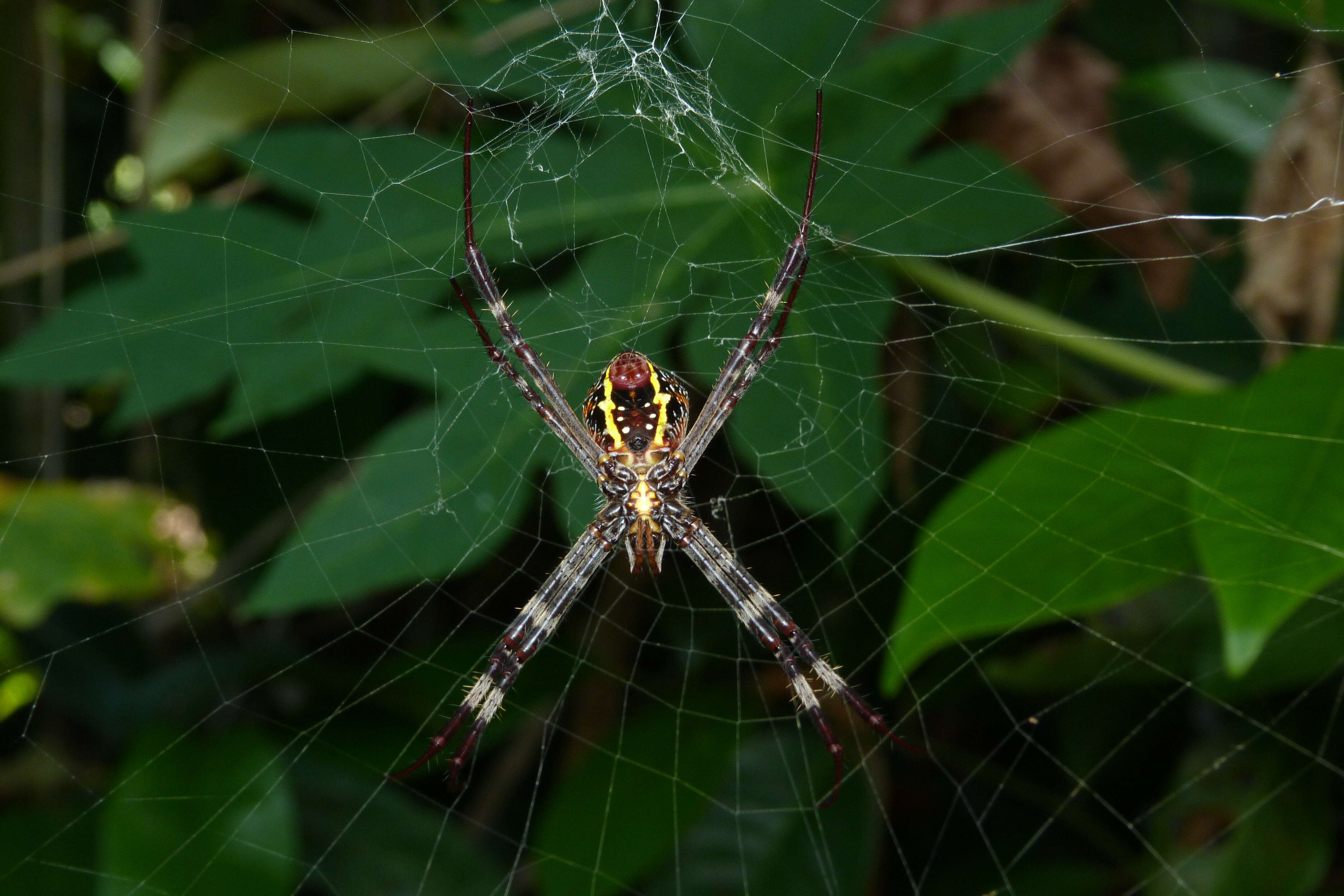 Image of Argiope aetherea (Walckenaer 1841)