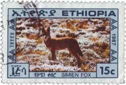 Image of Ethiopian wolf