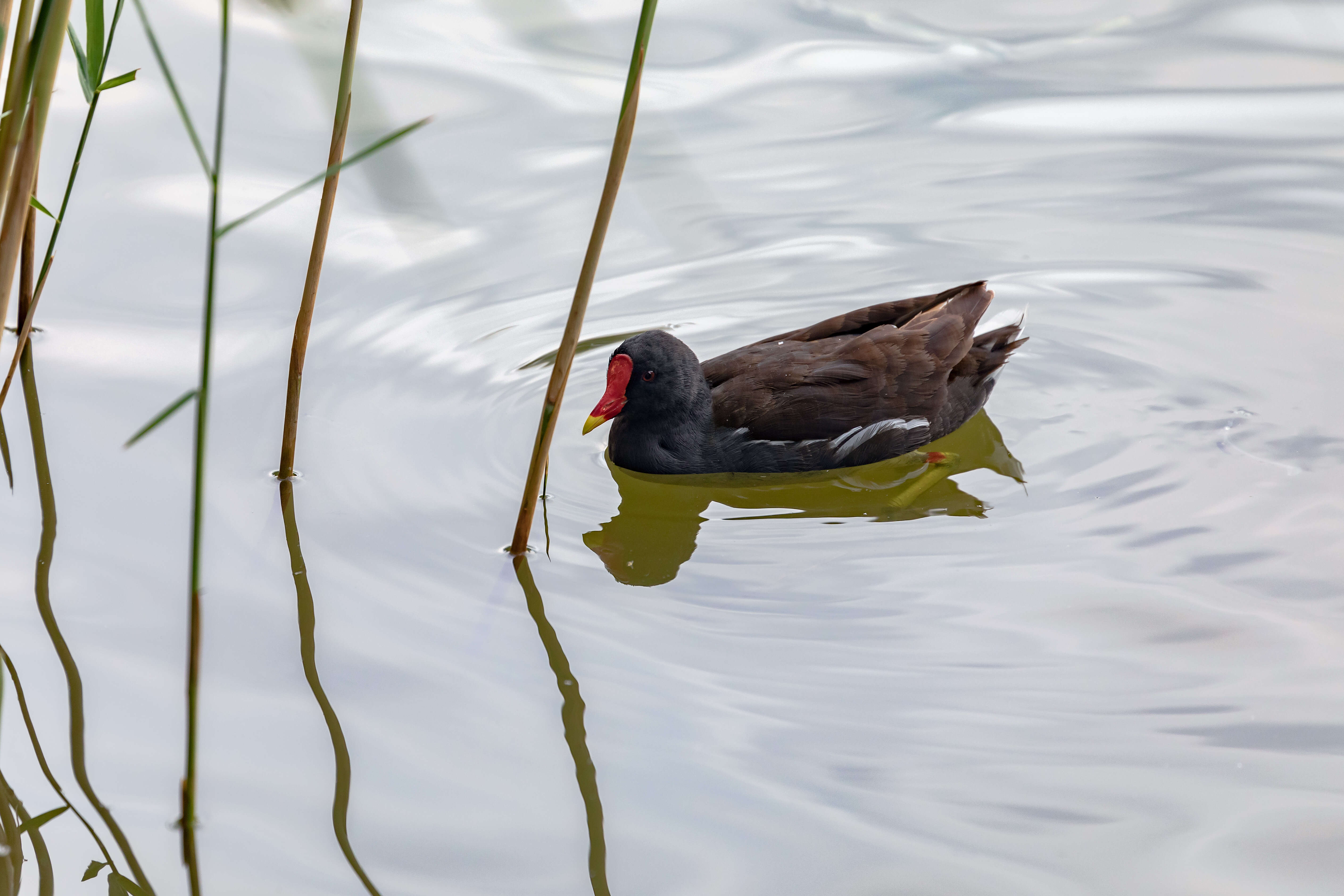 Image of Common Moorhen