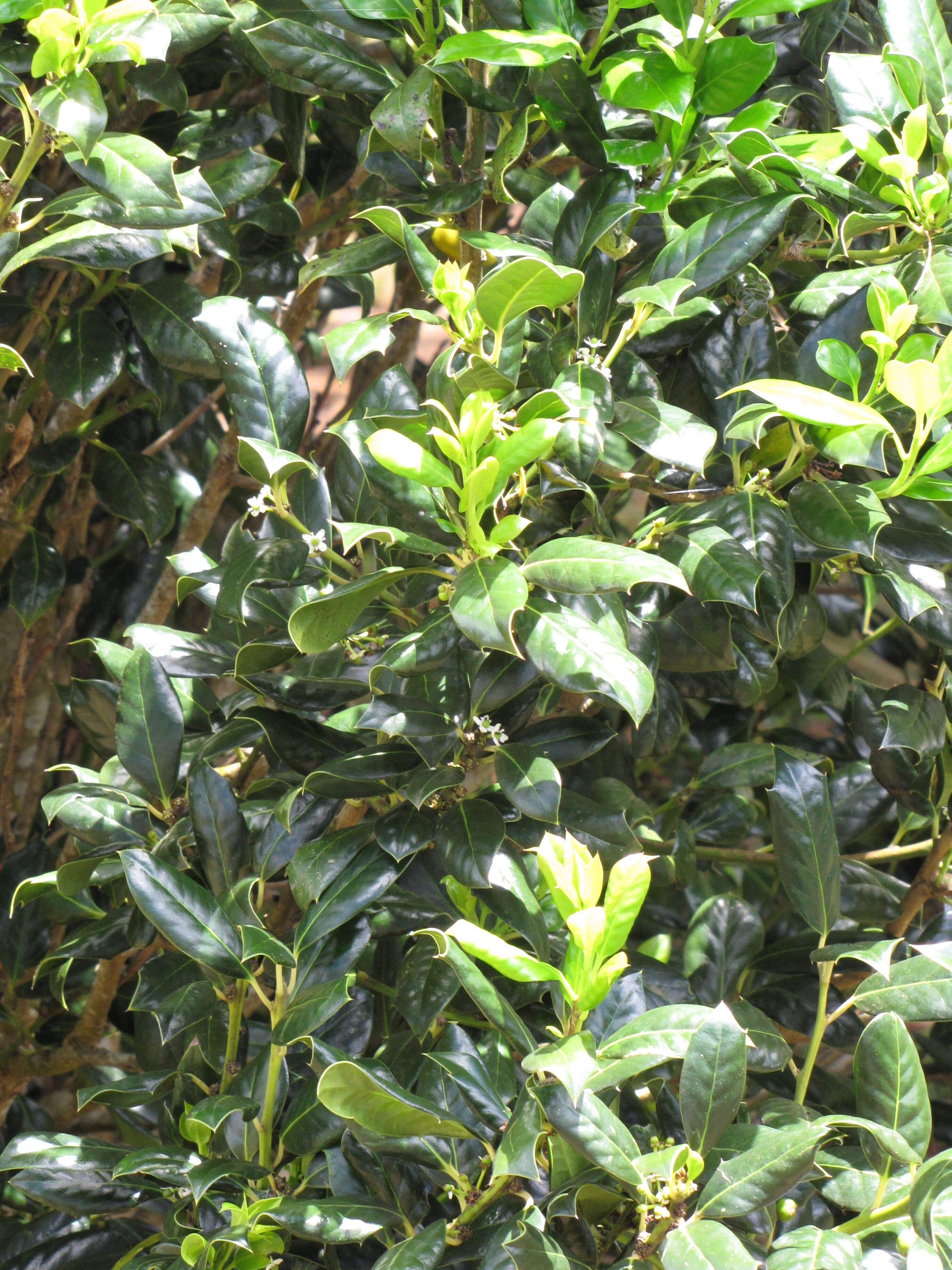 Image of English holly