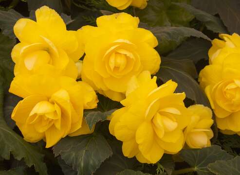 Image of Begonia festiva Craib