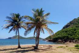 Image of coconut palm