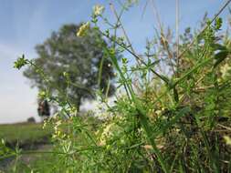 Image of White bedstraw