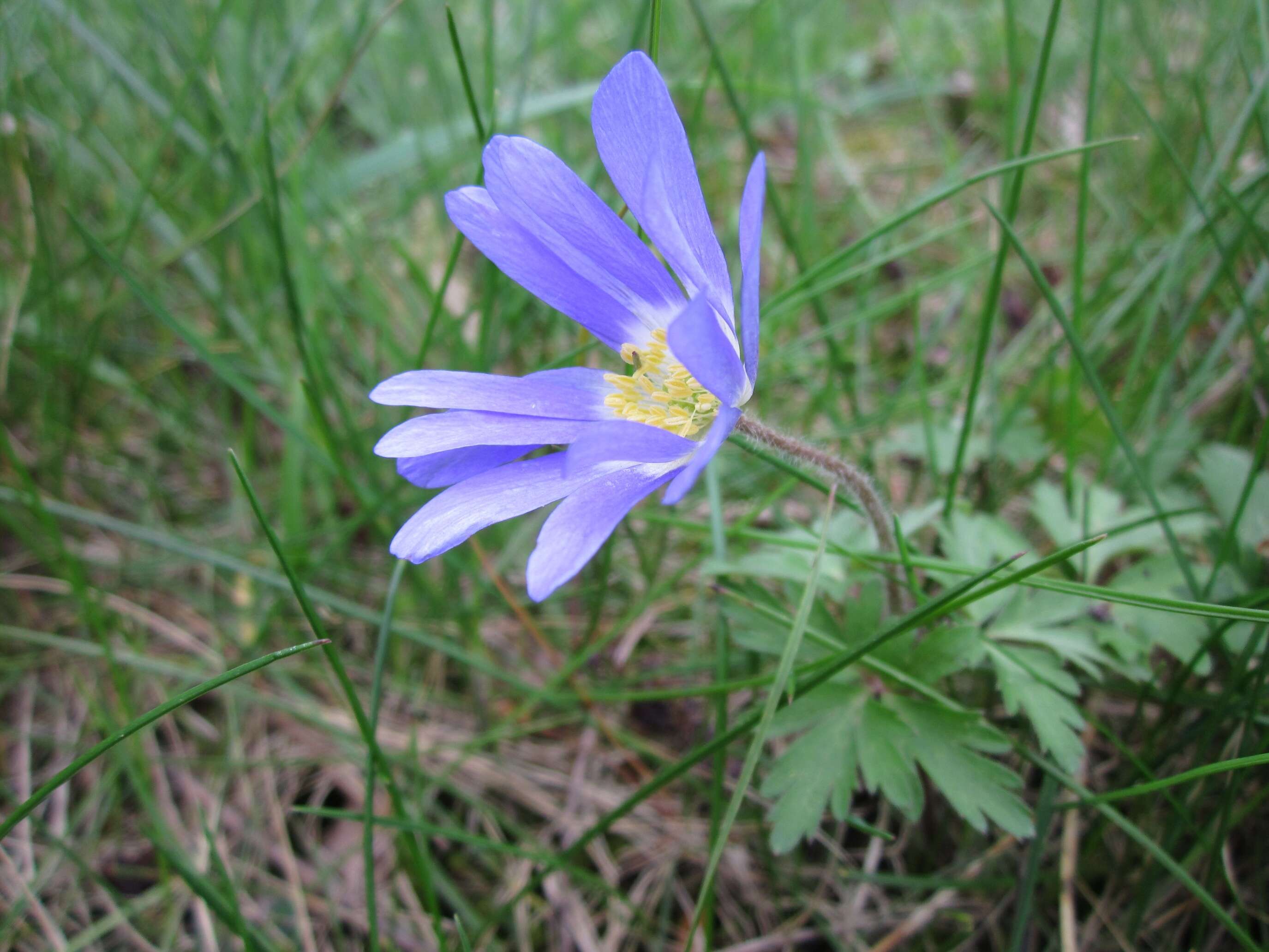 Image of Balkan Anemone