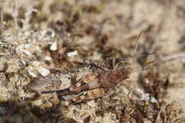 Image of blue-winged grasshopper