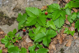 Image of woodland strawberry