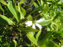 Imagem de Scaevola chamissoniana Gaud.