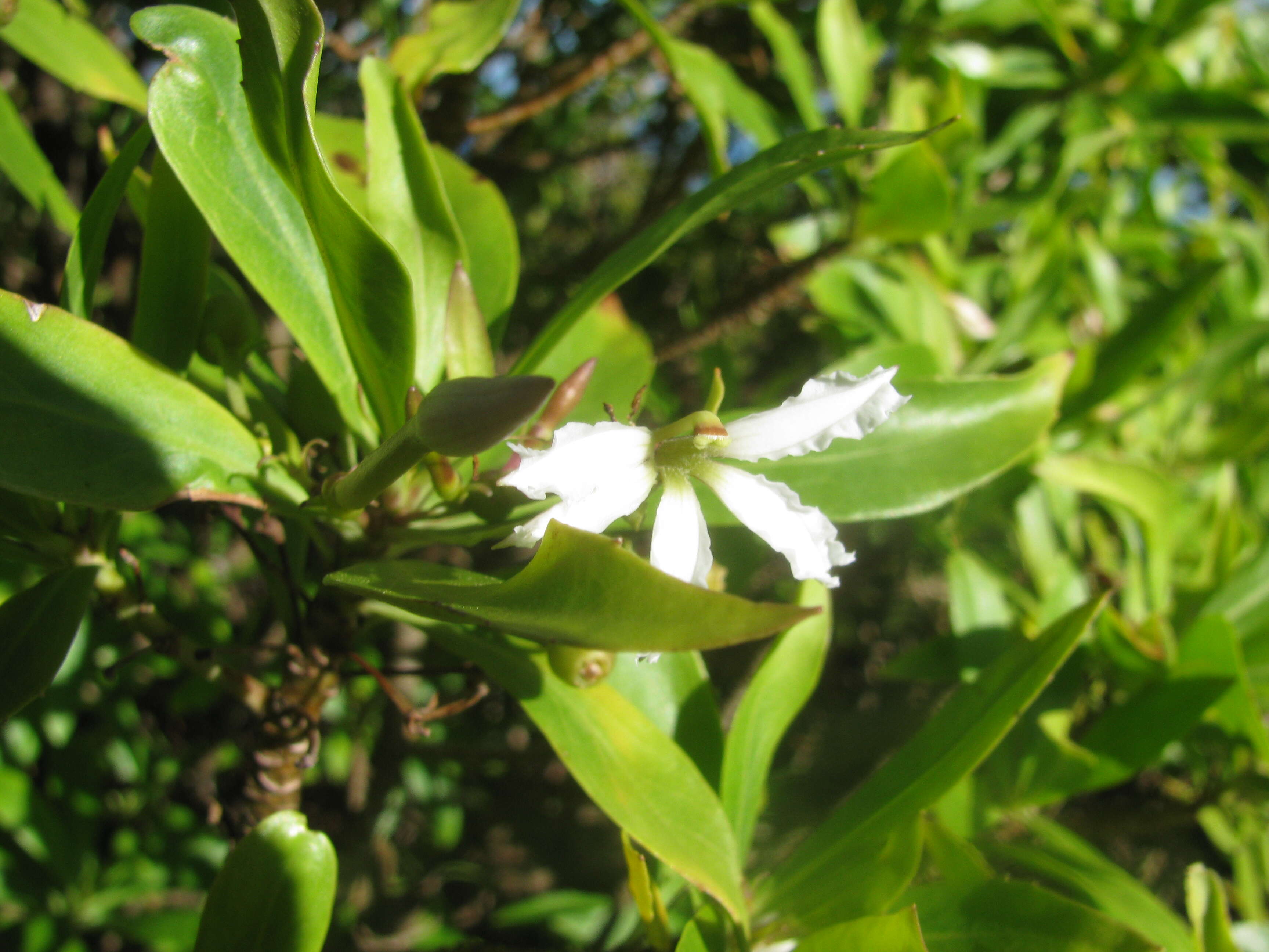 Image of naupaka kuahiwi