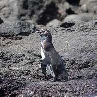 Imagem de Pinguim-das-galápagos