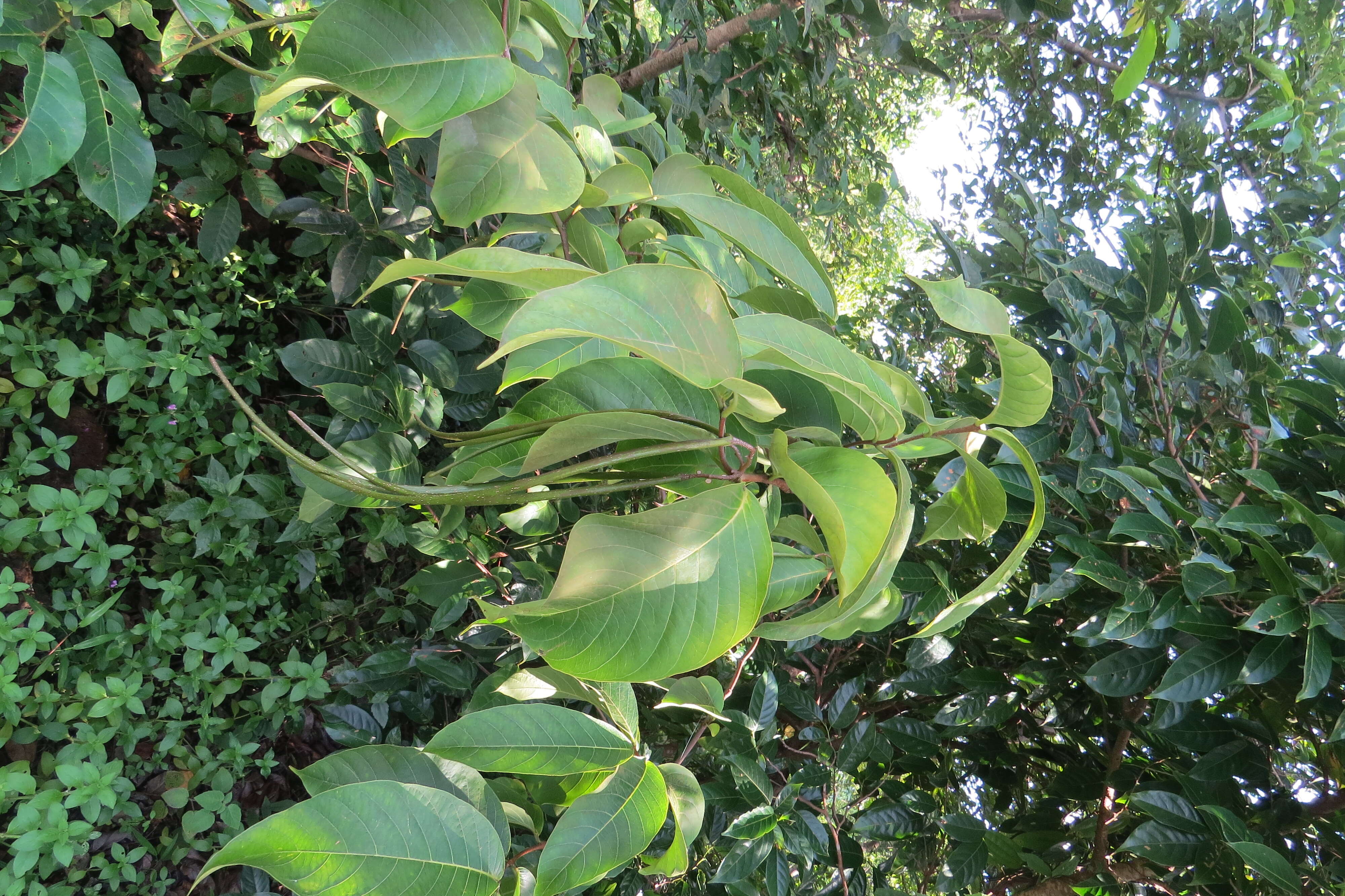 Image of Bitter Oleander