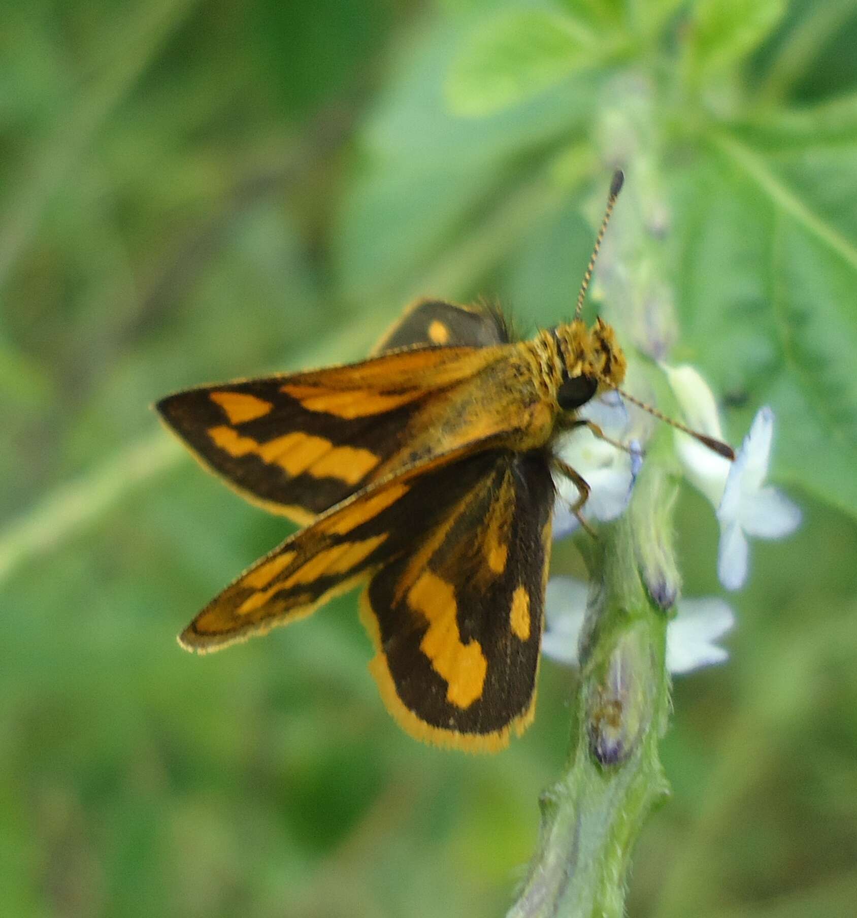 Image of Potanthus niobe