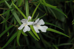 Image of Westringia blakeana B. Boivin