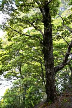 Image of Silver beech