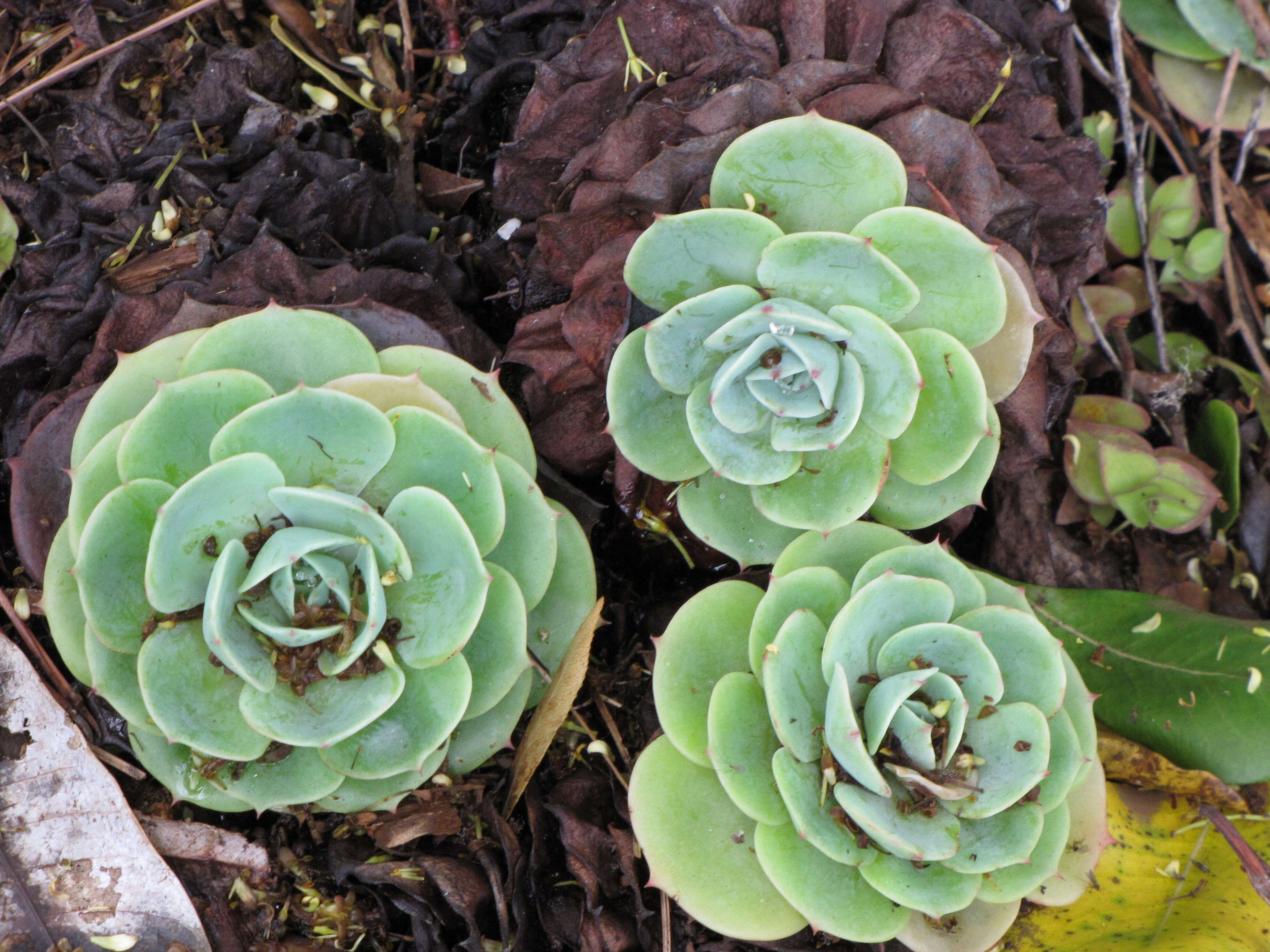 Image of hens and chicks