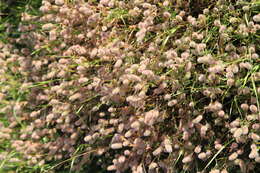 Image of Hare's-foot Clover