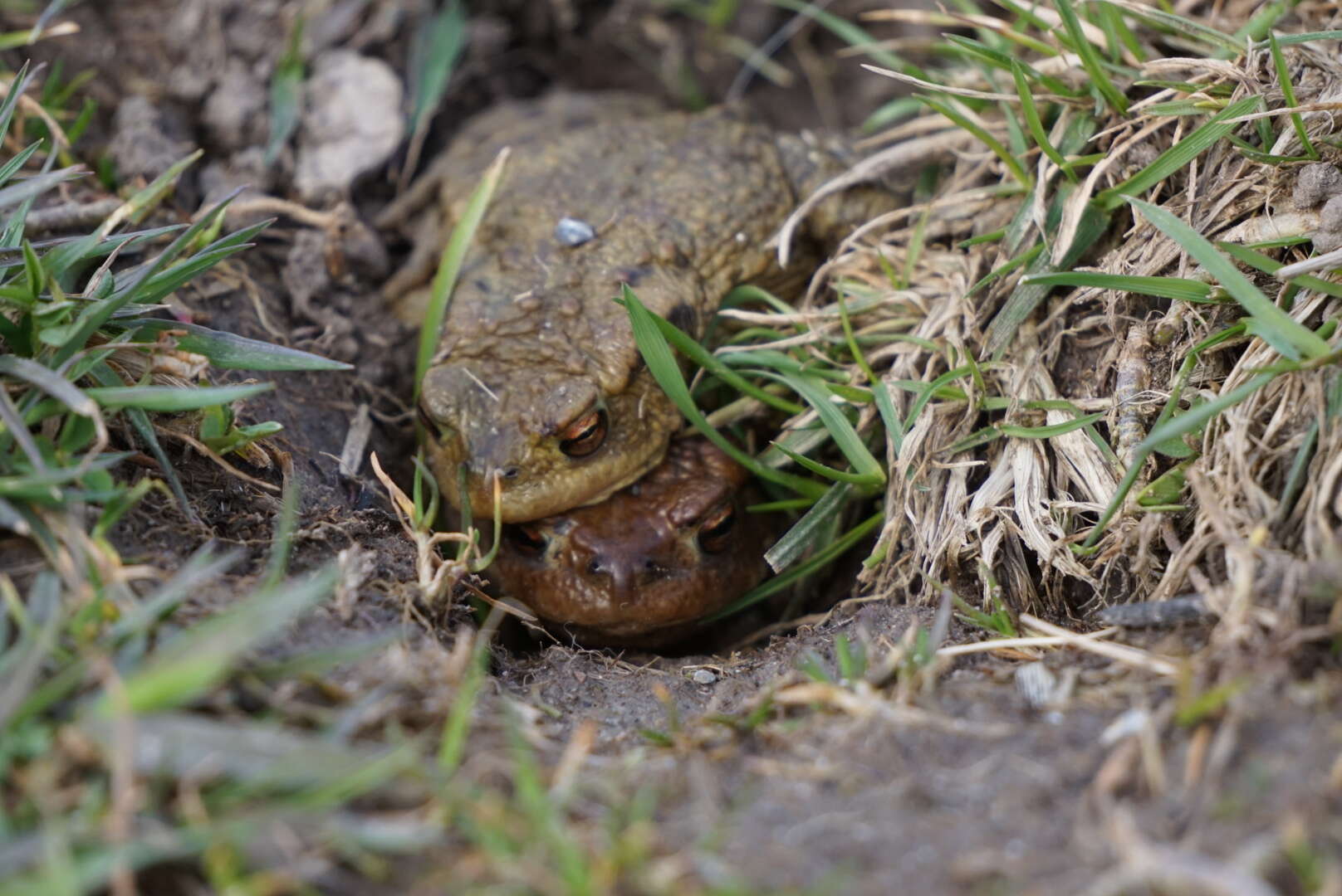 Image of Common Toad