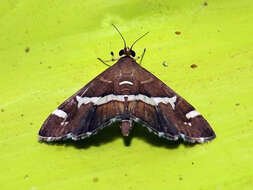 Image of Beet webworm moth