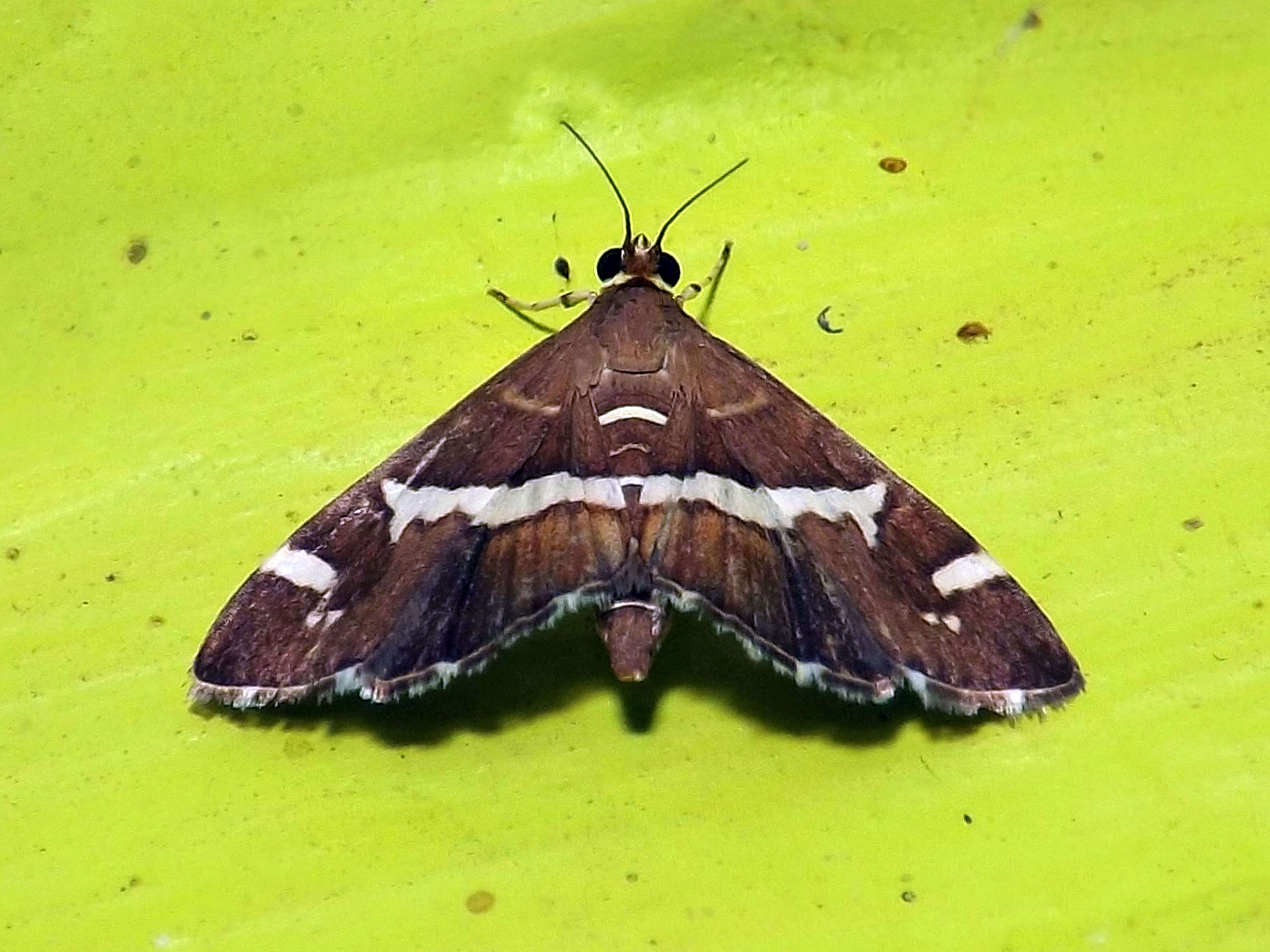 Image of Beet webworm moth