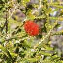 Image de Melaleuca pulcherrima Craven & R. D. Edwards