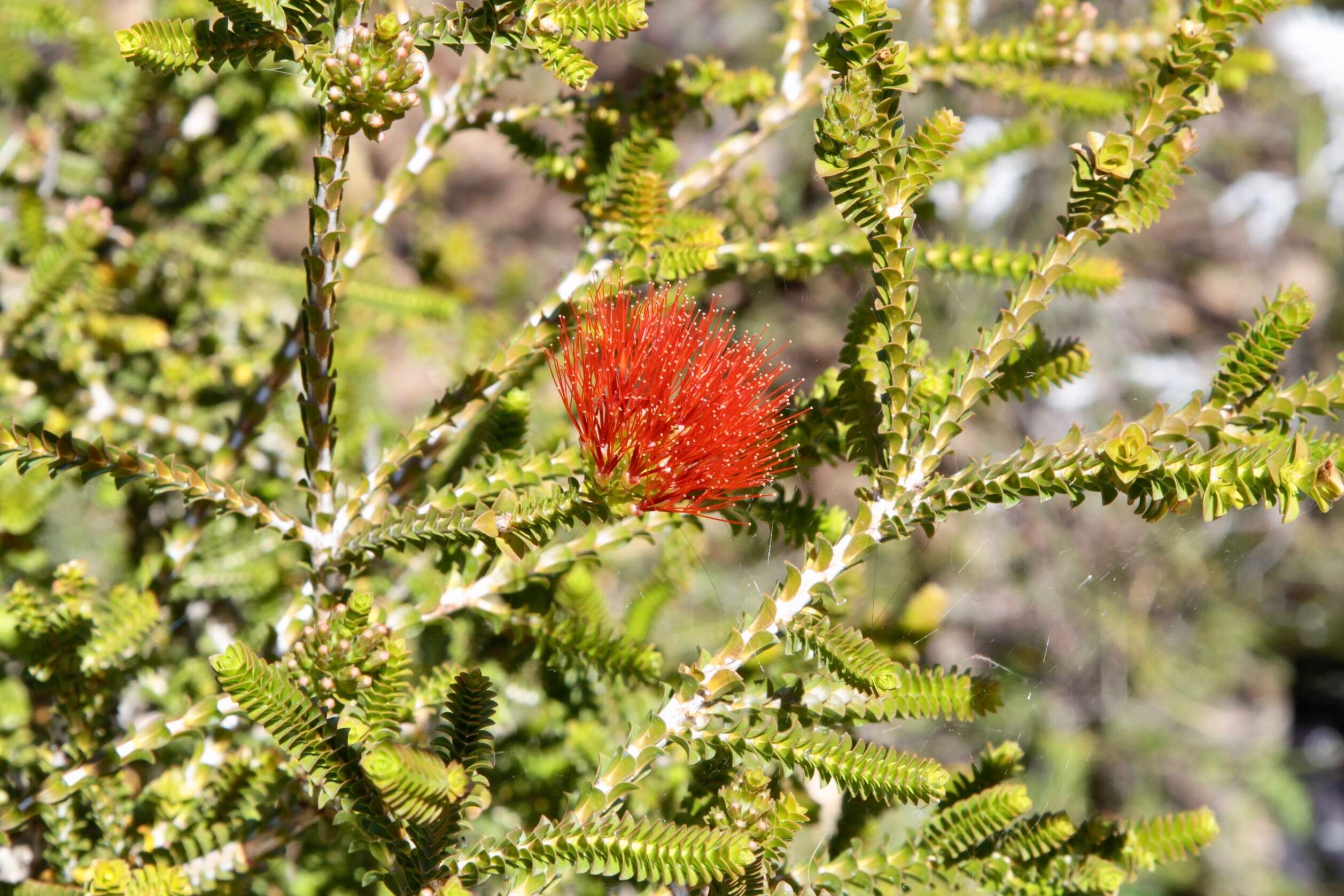 Image of Sand bottlebrush