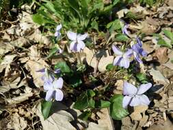 Image of common dog-violet