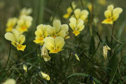 صورة Viola lutea subsp. calaminaria (DC. ex Gingins) J. D. Nauenburg