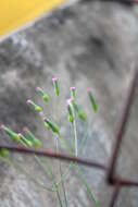 Image of lilac tasselflower