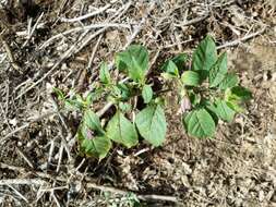 Image of Deadly Nightshade