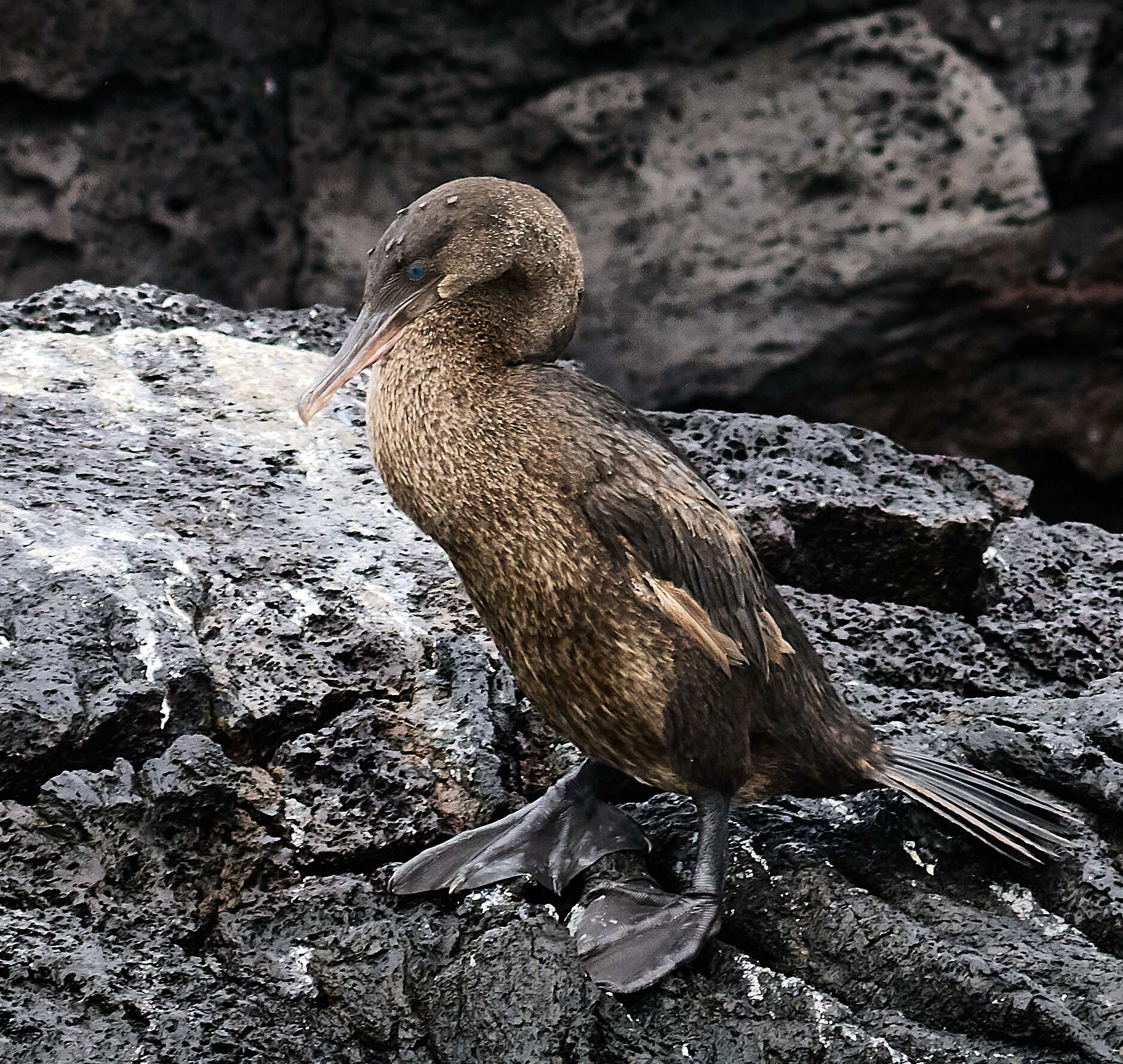 Image of Flightless Cormorant