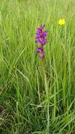 Image of Narrow-leaved marsh-orchid