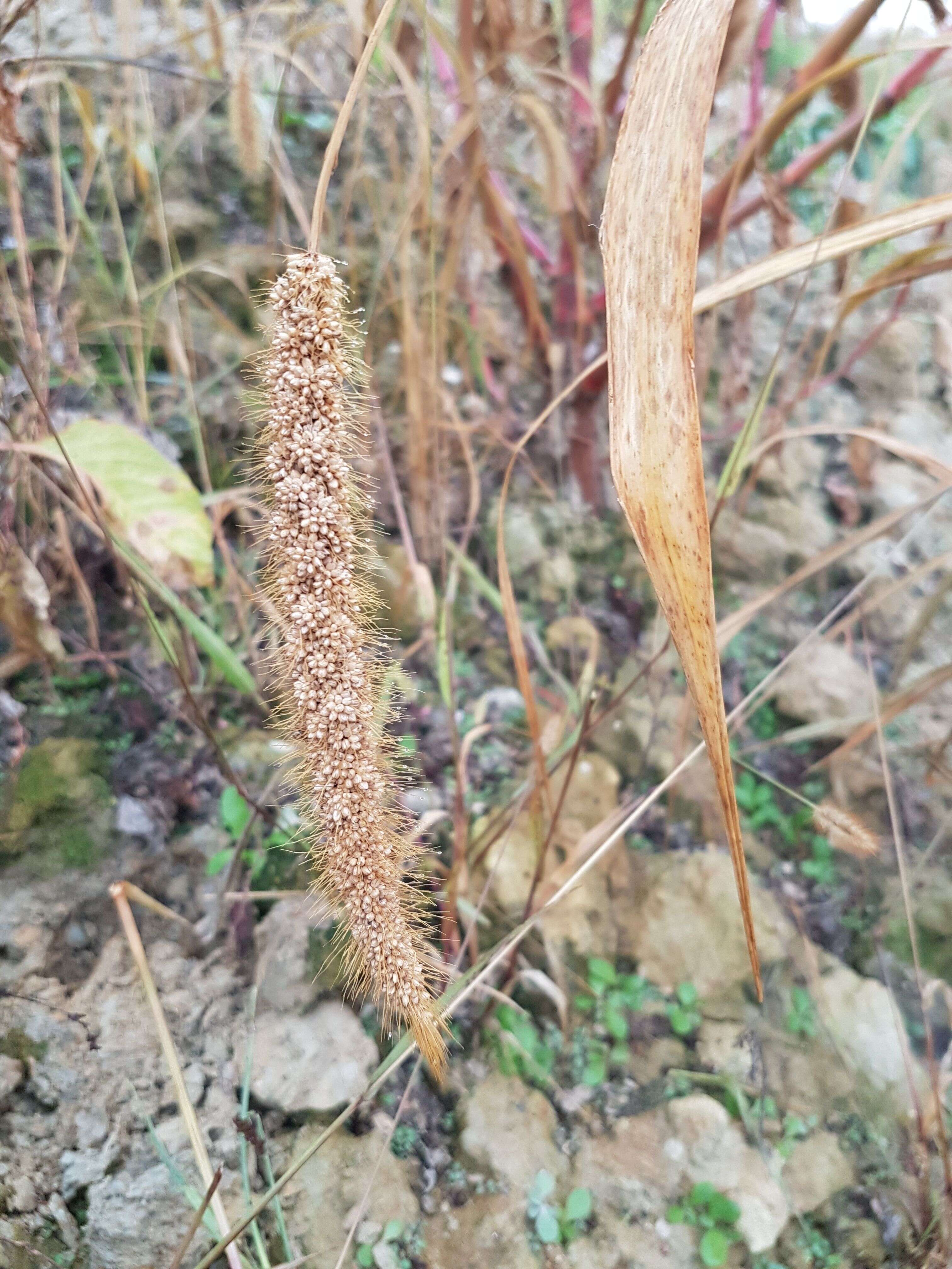 Image of Foxtail millet