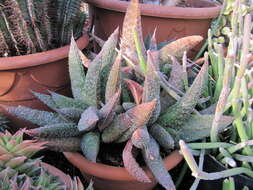 Image of Gasteraloe