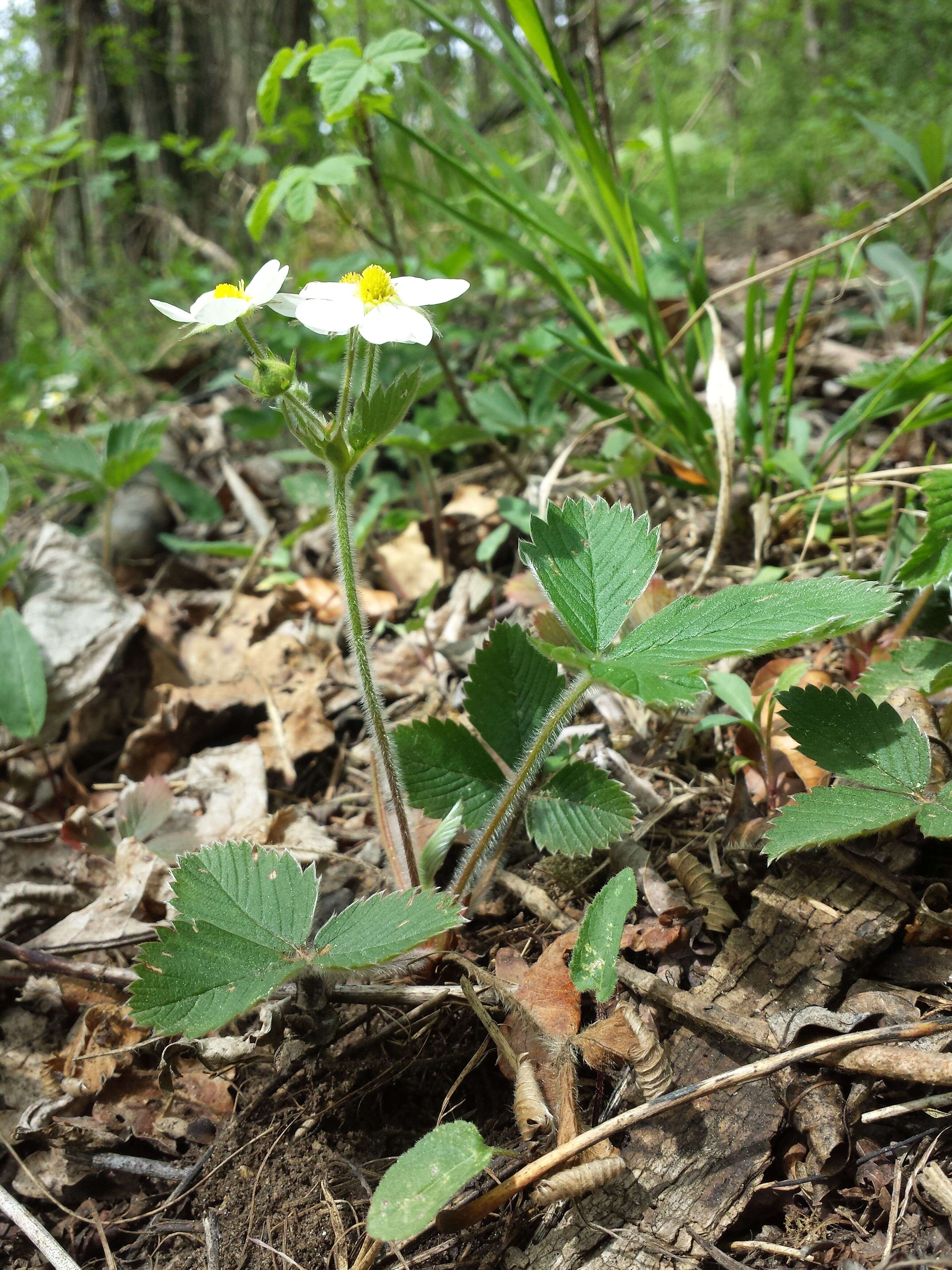 Image of Hautbois Strawberry