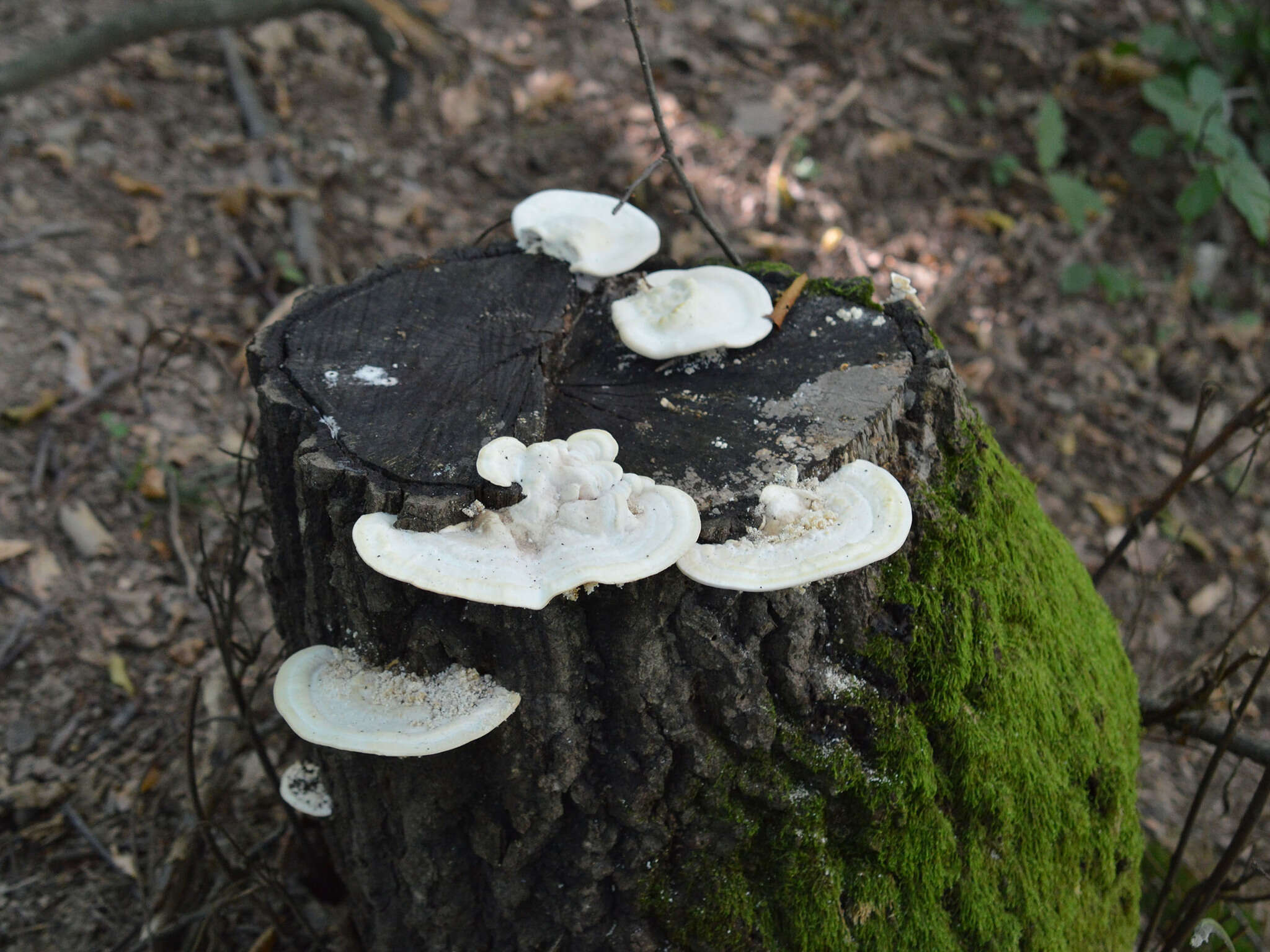 Image of Trametes gibbosa (Pers.) Fr. 1838