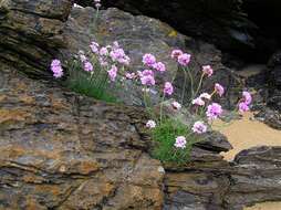 Image of thrift seapink