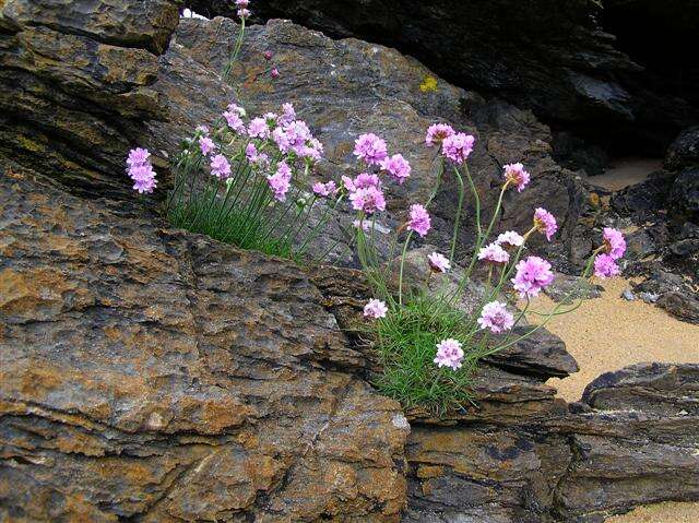 Image of thrift seapink